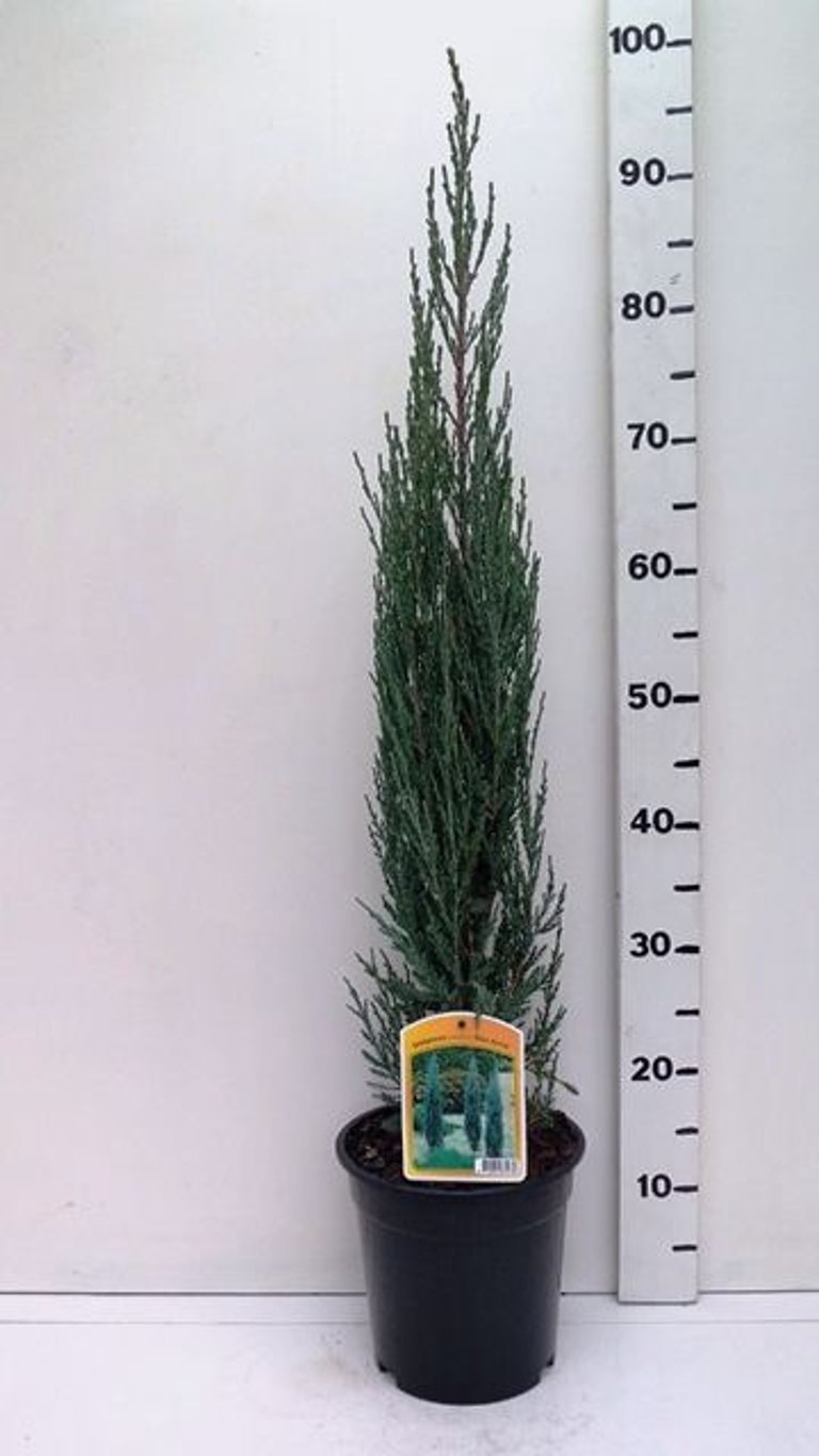 Juniperus s. 'Blue Arrow' - C3 60-80 CM